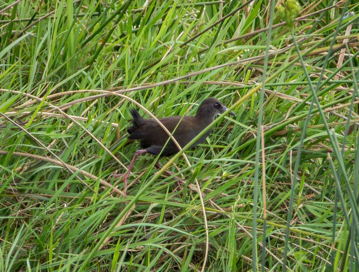 svartrikse - ML647851738