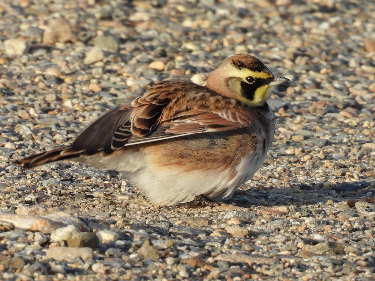 ハマヒバリ - ML647851839