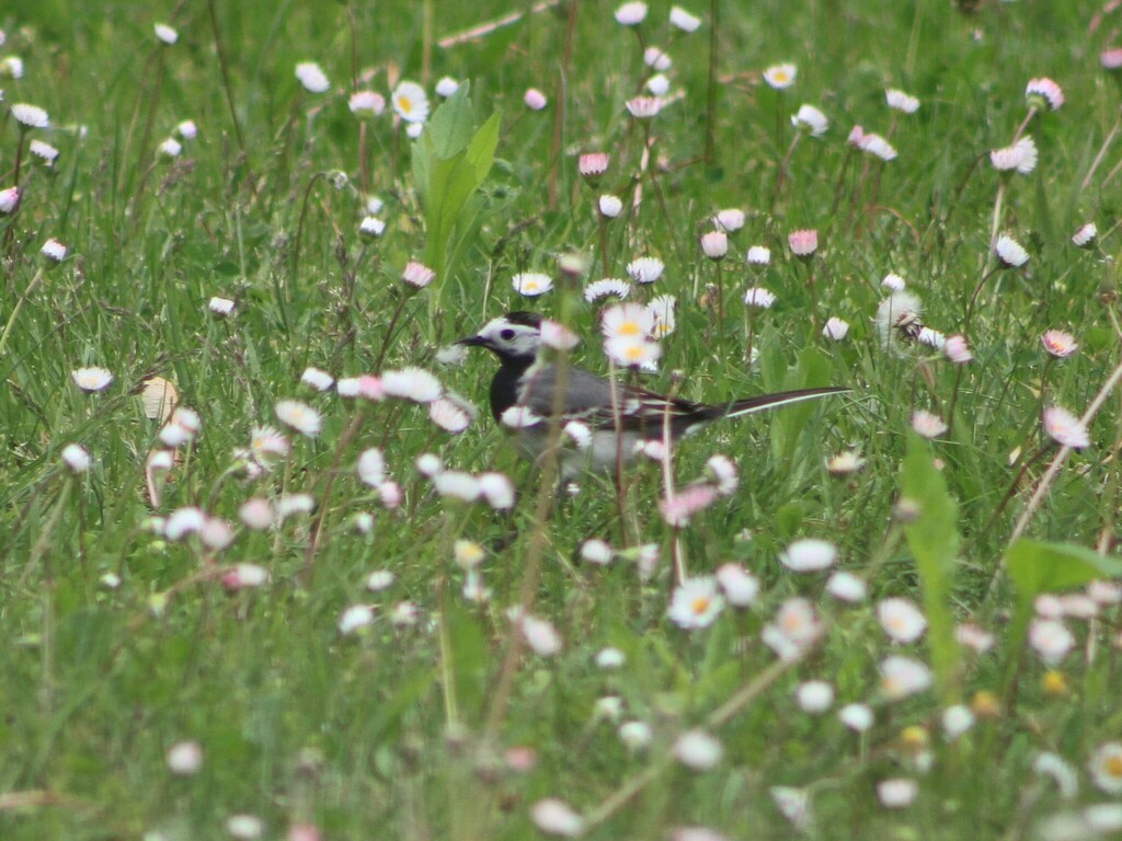 konipas bílý - ML647851856