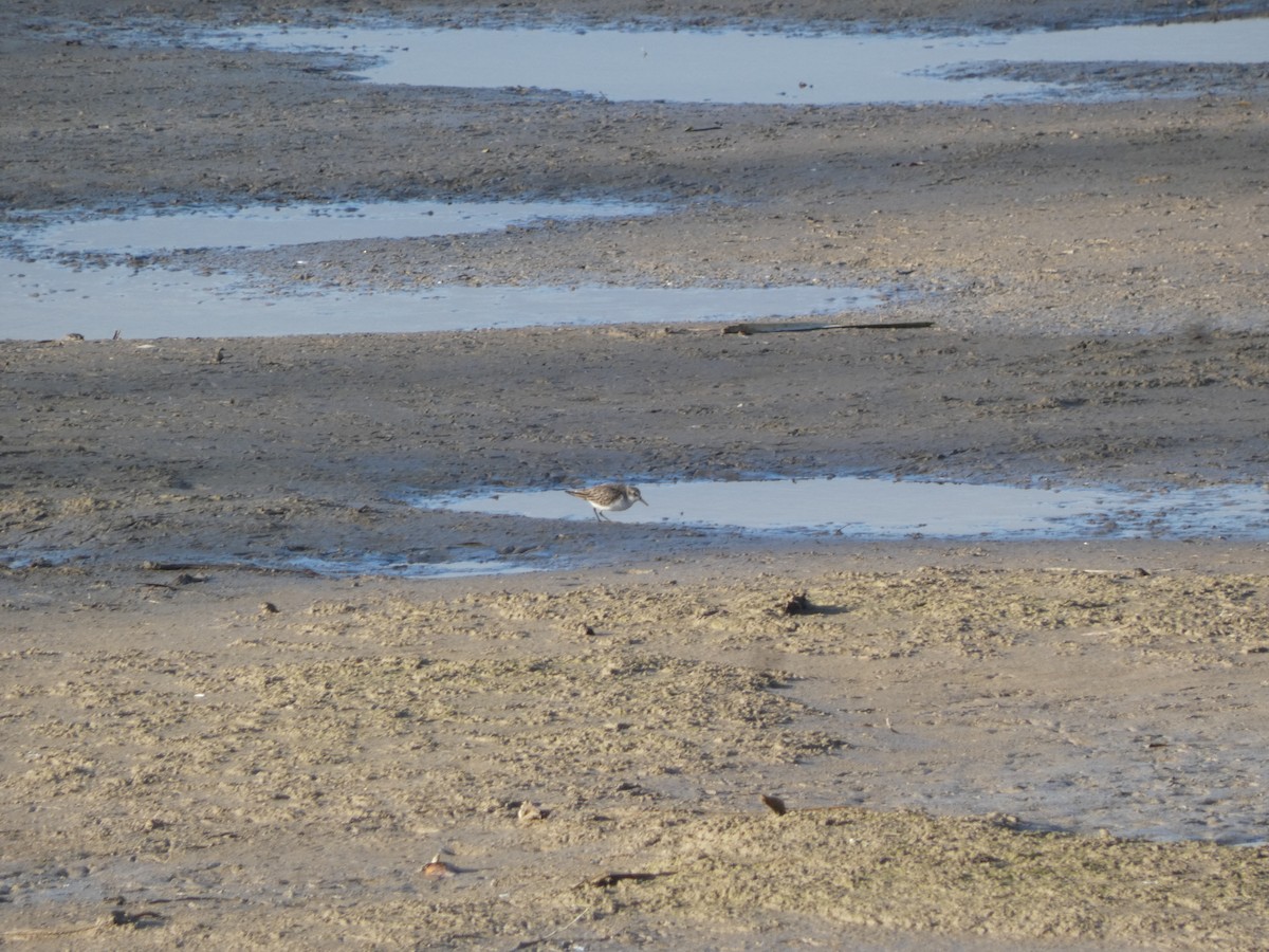 Semipalmated Sandpiper - ML647851941