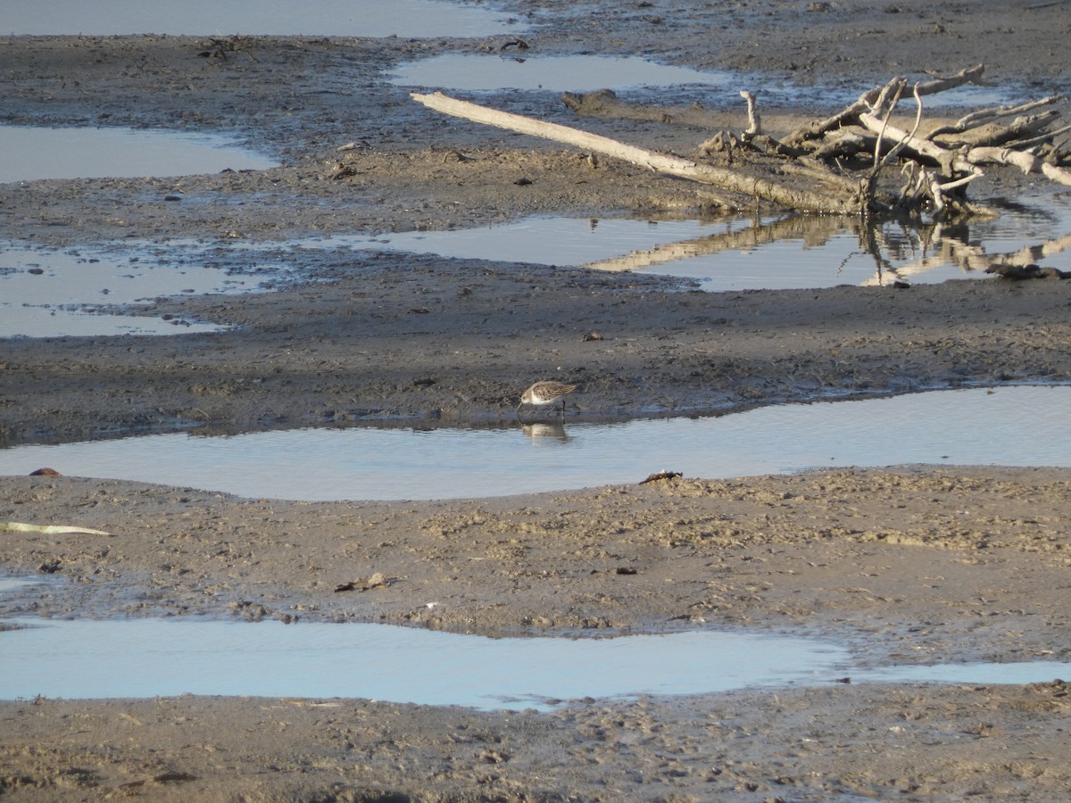 Semipalmated Sandpiper - ML647851950