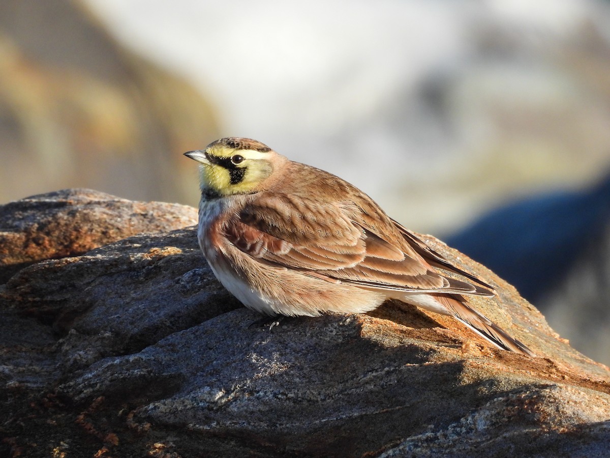 ハマヒバリ - ML647851980