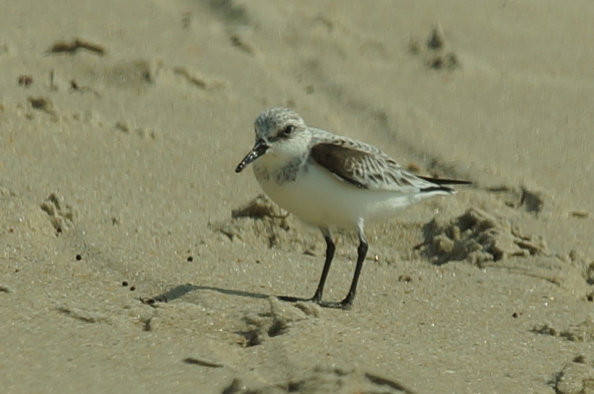 Sanderling - ML647851981