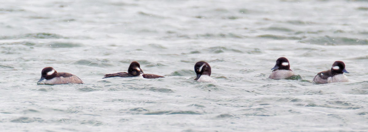 Bufflehead - ML647851987