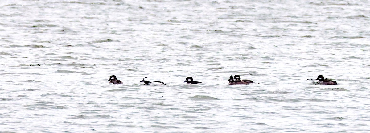 Bufflehead - ML647851988