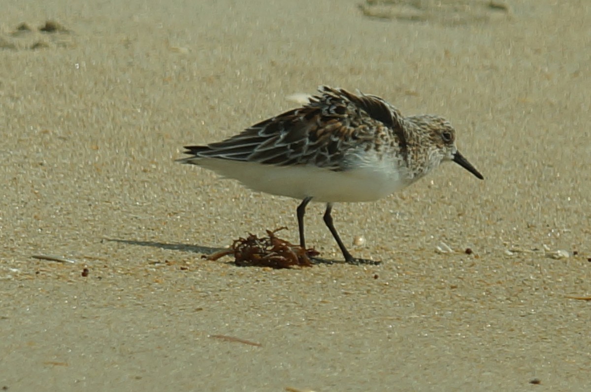 Sanderling - ML647851992