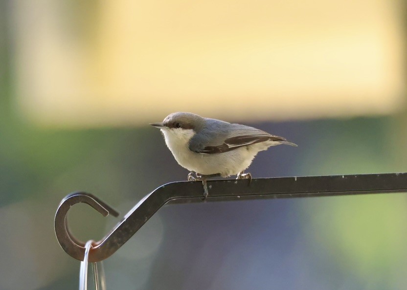 pygméspettmeis - ML647852030