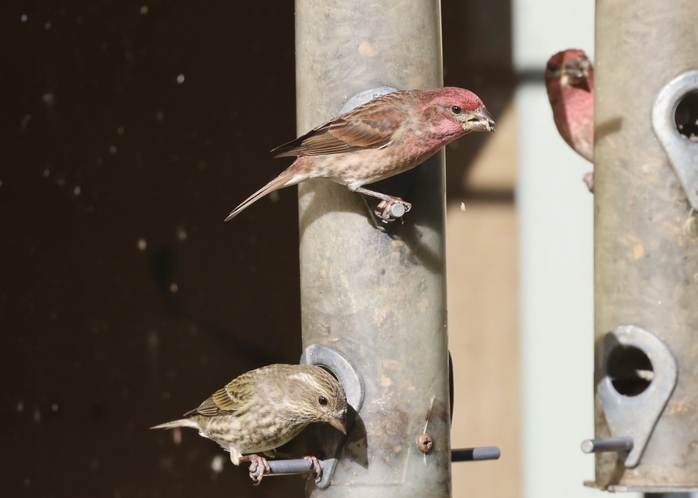 purpurfink - ML647852073