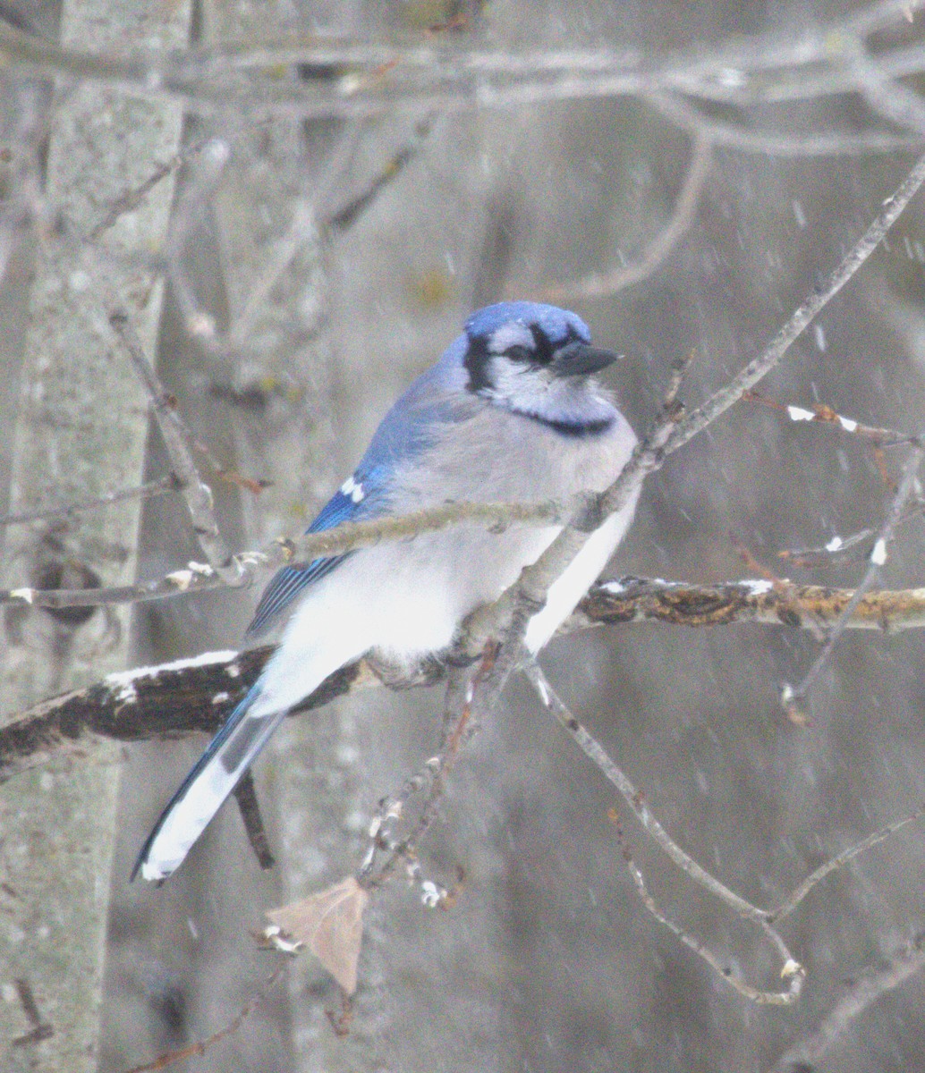 Mavi Karga - ML647852083