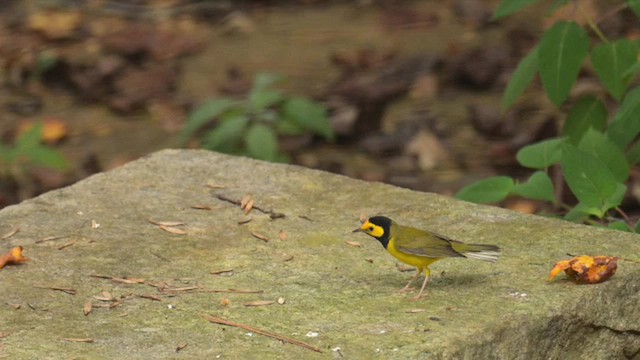 クロズキンアメリカムシクイ - ML647852087