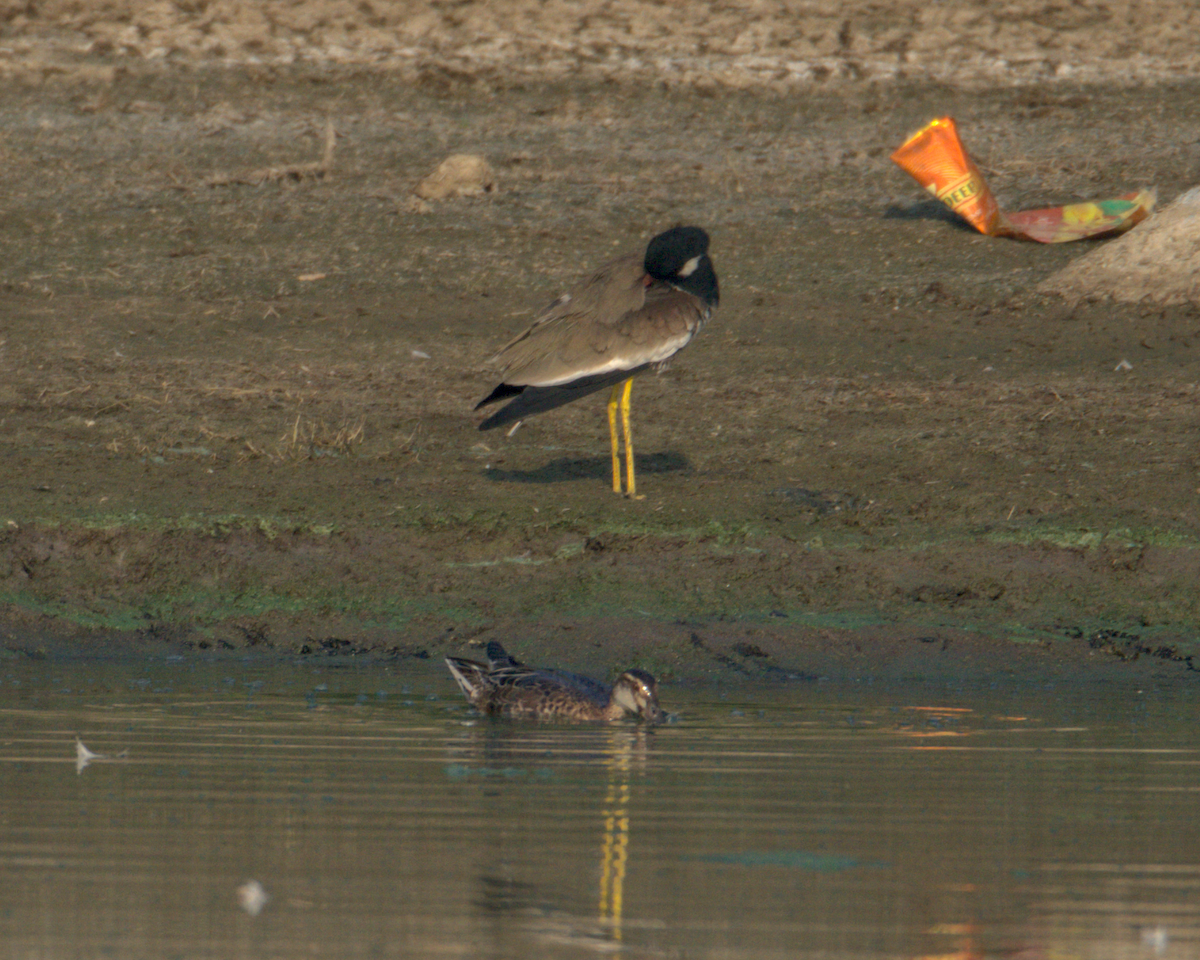 Red-wattled Lapwing - ML647852089