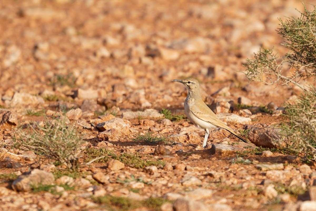 Greater Hoopoe-Lark - ML647852091