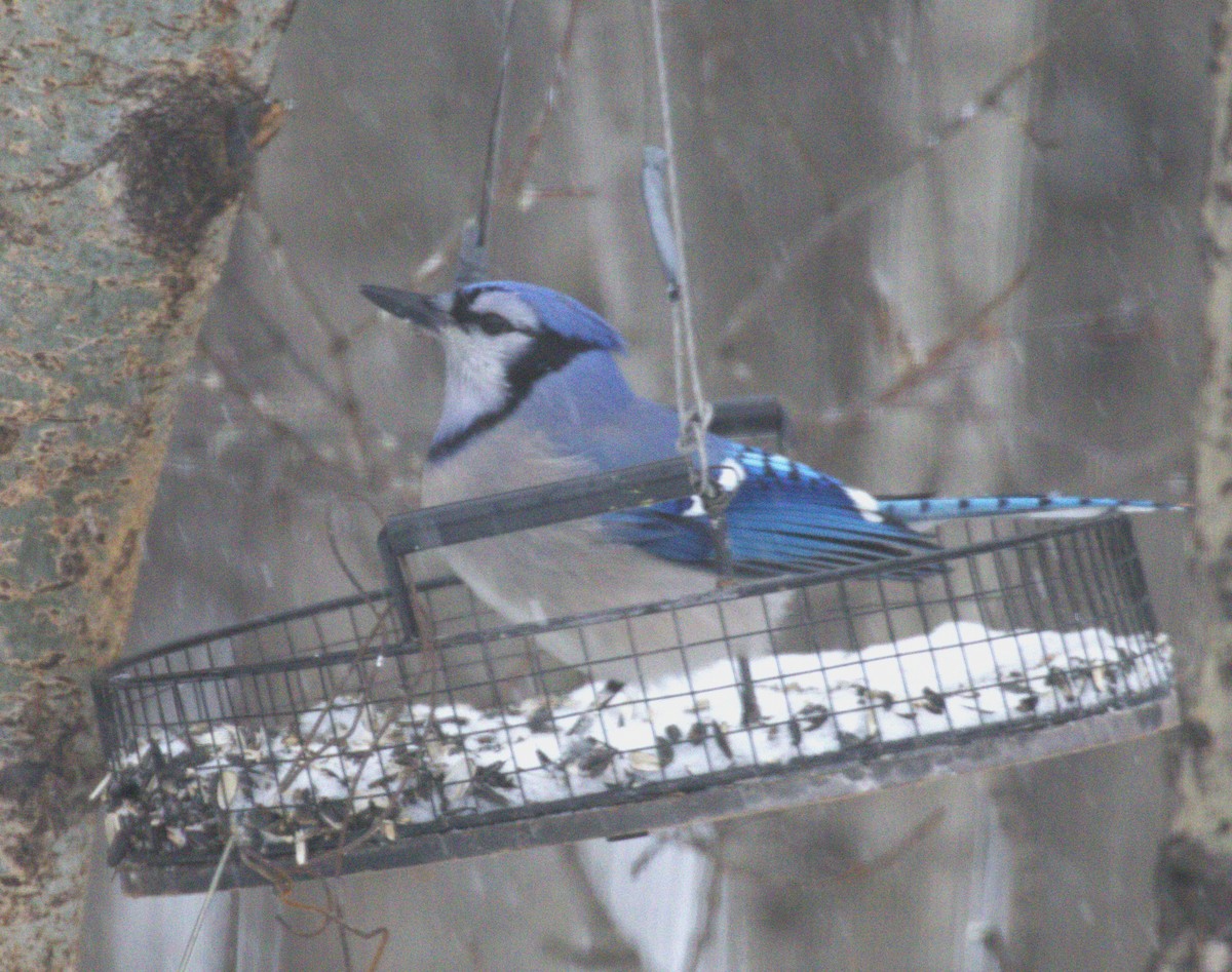 Blue Jay - ML647852092