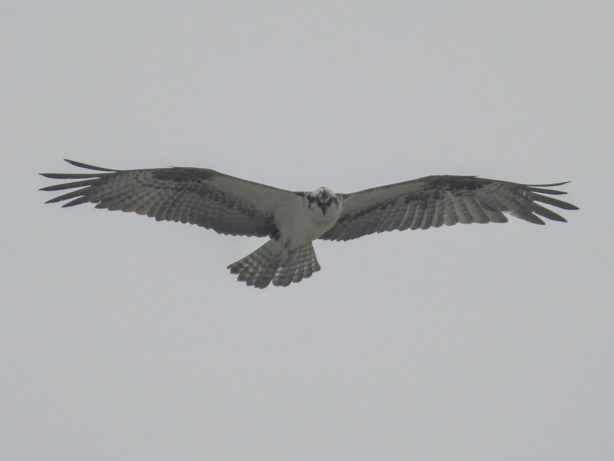 Osprey - ML647852093
