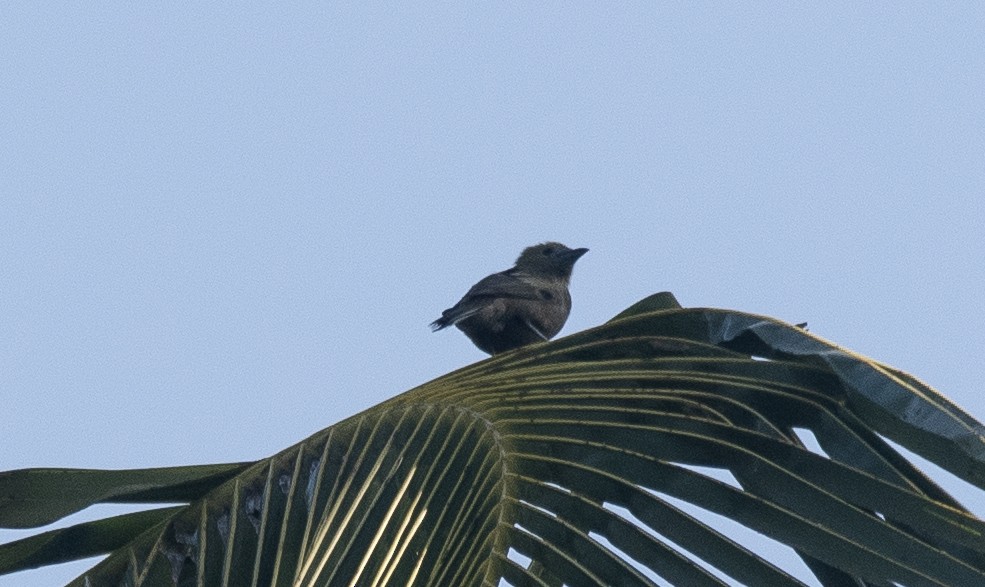 Palm Tanager - ML647852097