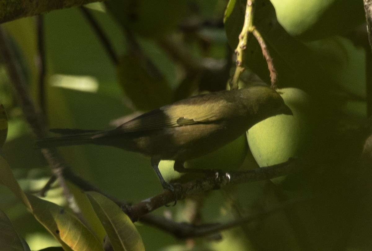 Palm Tanager - ML647852098