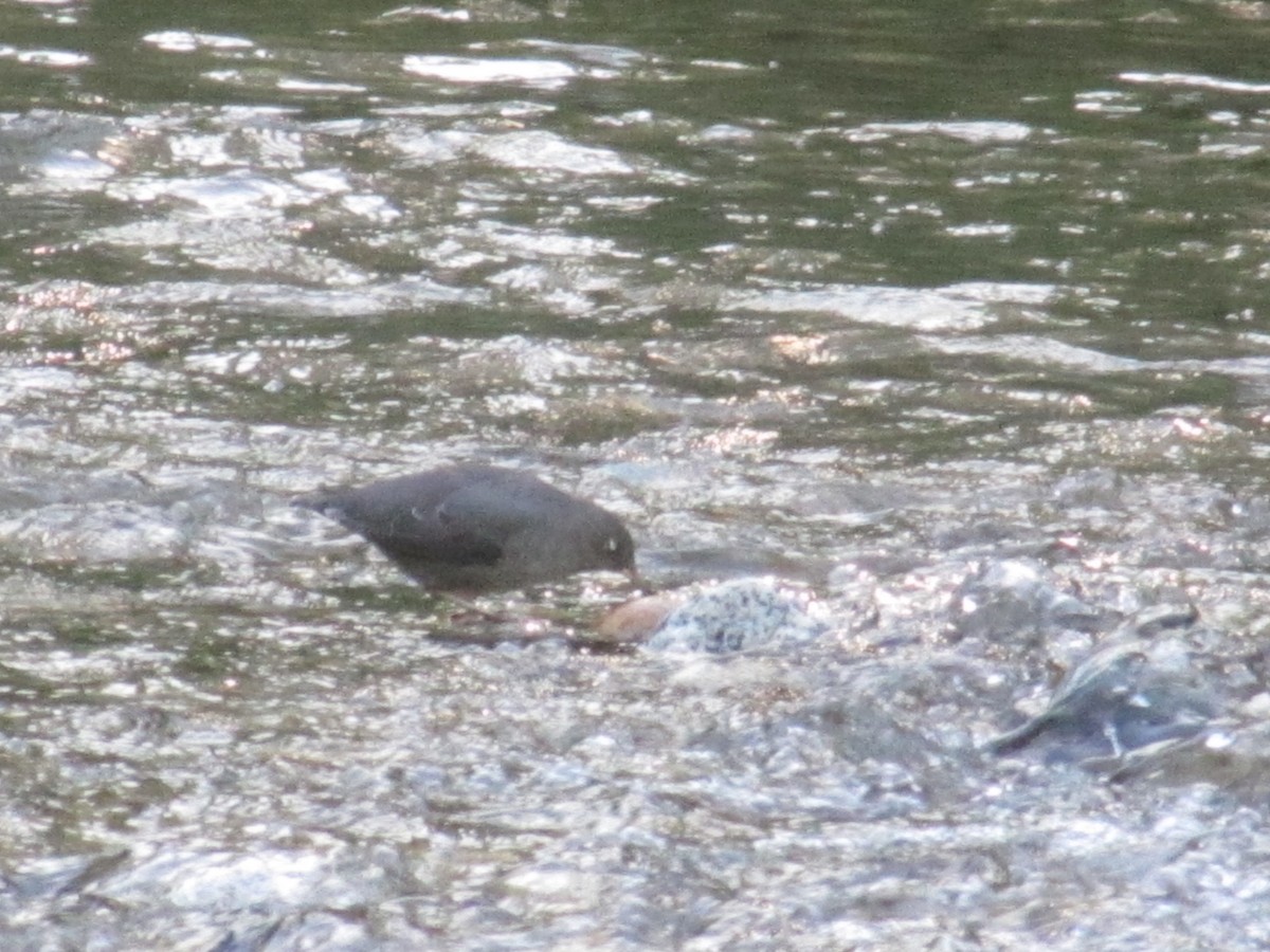 American Dipper - ML647852099