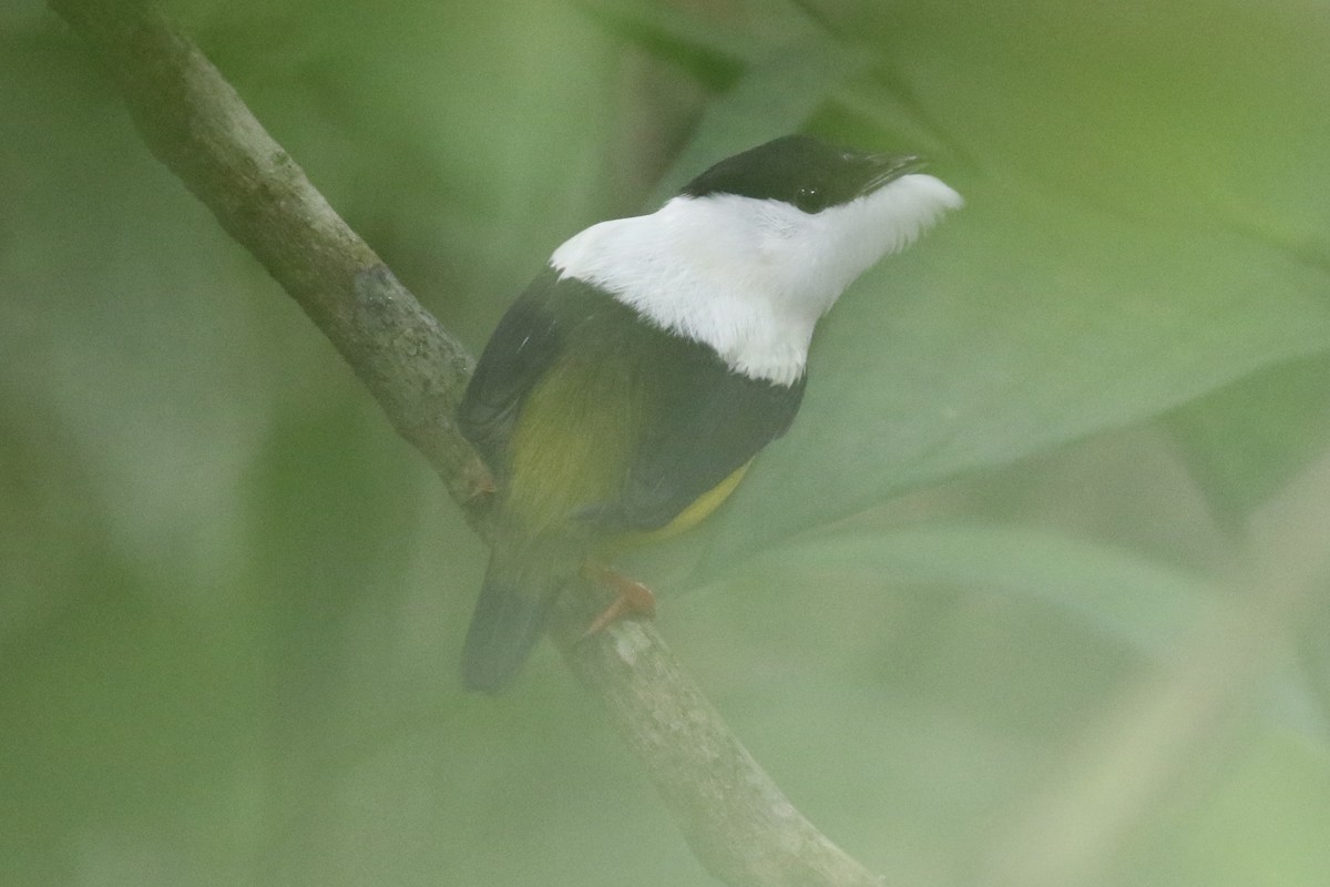 White-collared Manakin - ML647852100