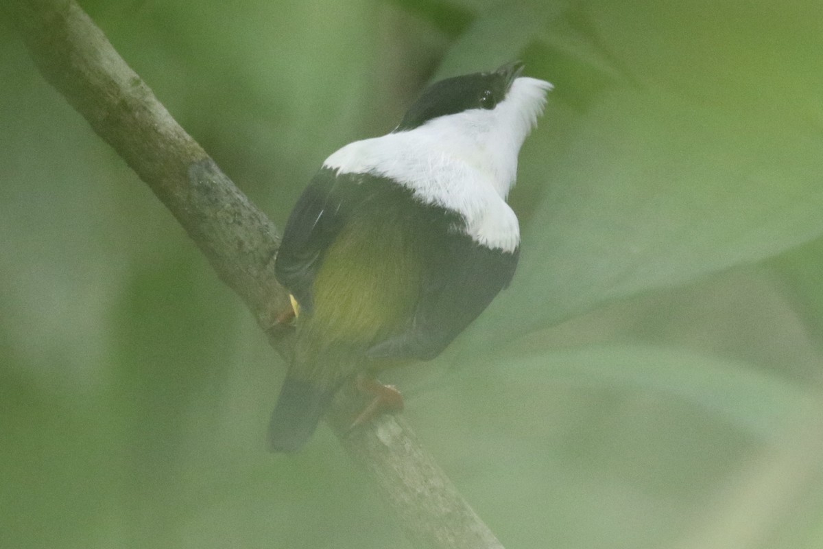 White-collared Manakin - ML647852101