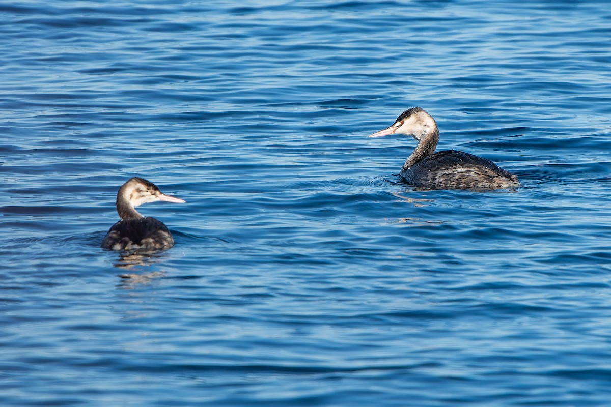 Great Crested Grebe - ML647852102