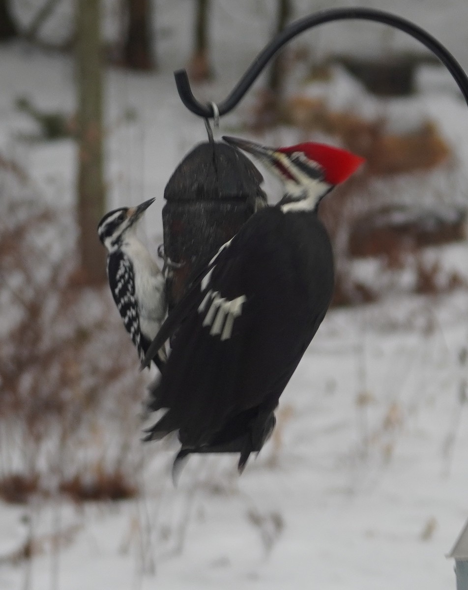 Pileated Woodpecker - ML647852104