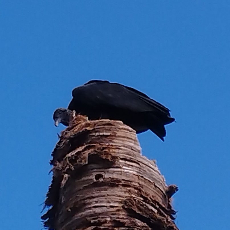 Black Vulture - ML647852105