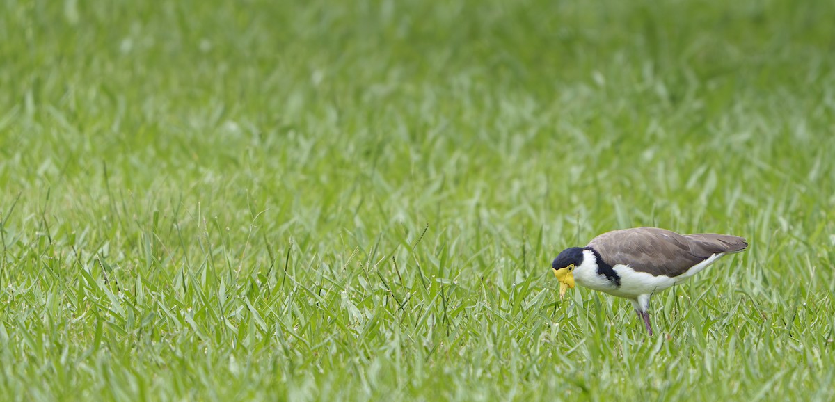 Hegabera maskaraduna - ML647852106