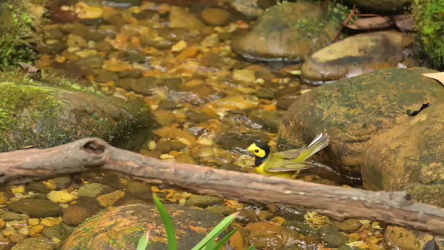 Hooded Warbler - ML647852107