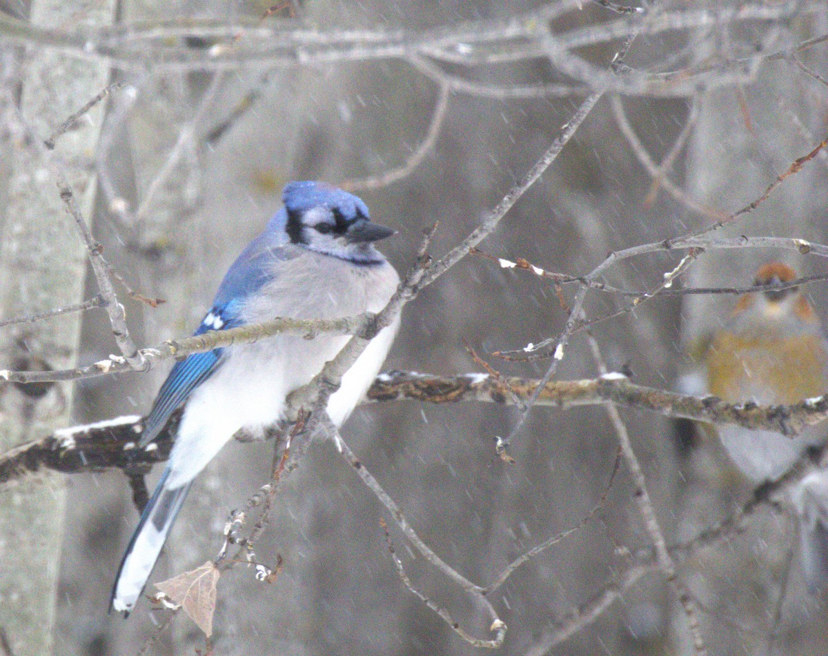 Blue Jay - ML647852108