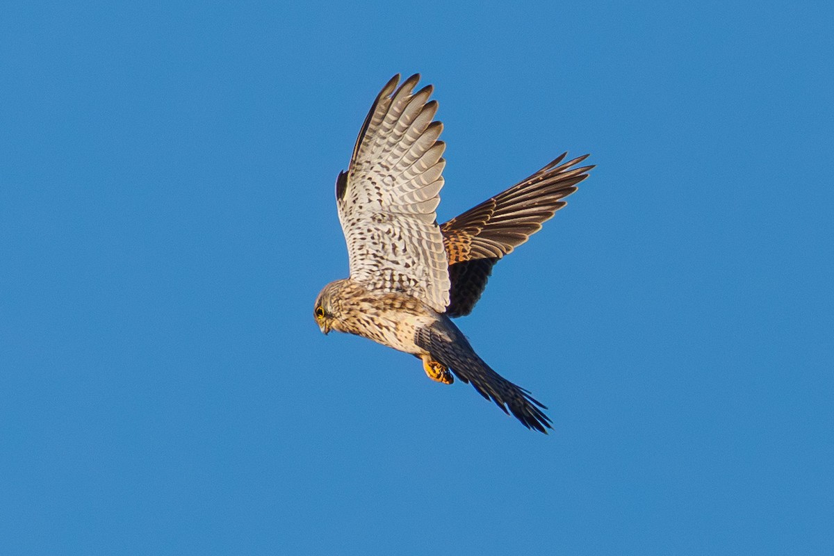 Eurasian Kestrel - ML647852110
