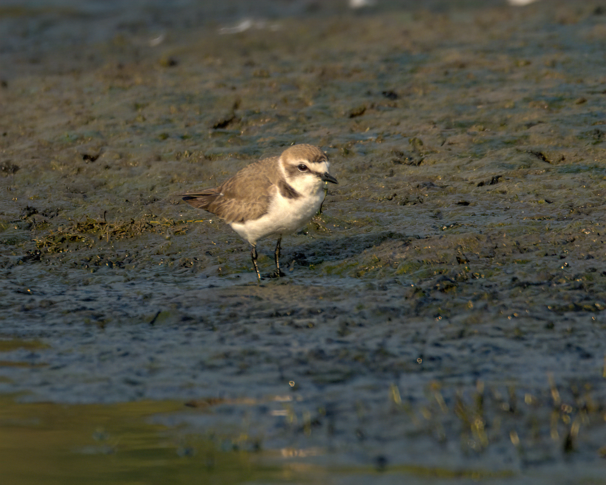Kentish Plover - ML647852111