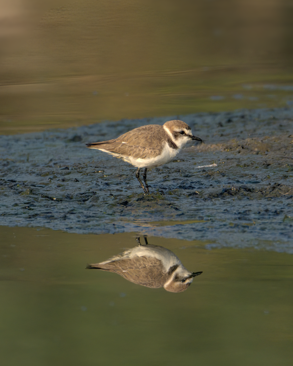 Kentish Plover - ML647852112