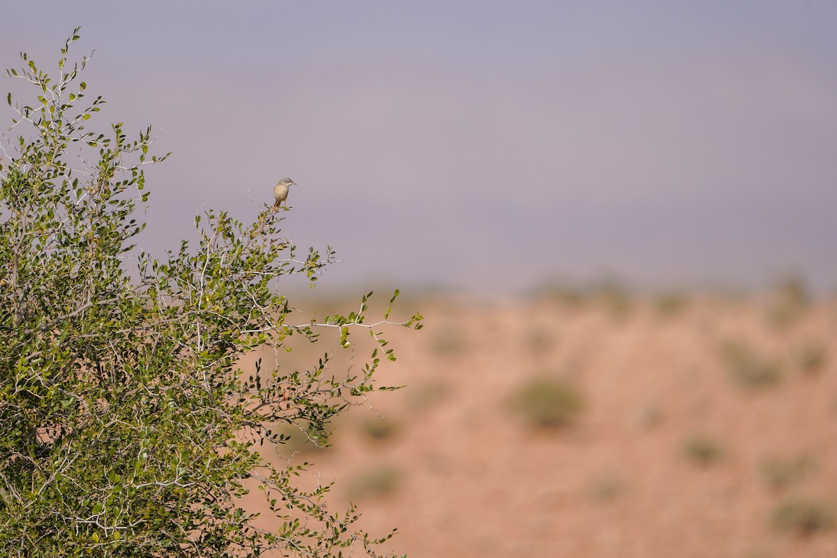 Spectacled Warbler - ML647852114