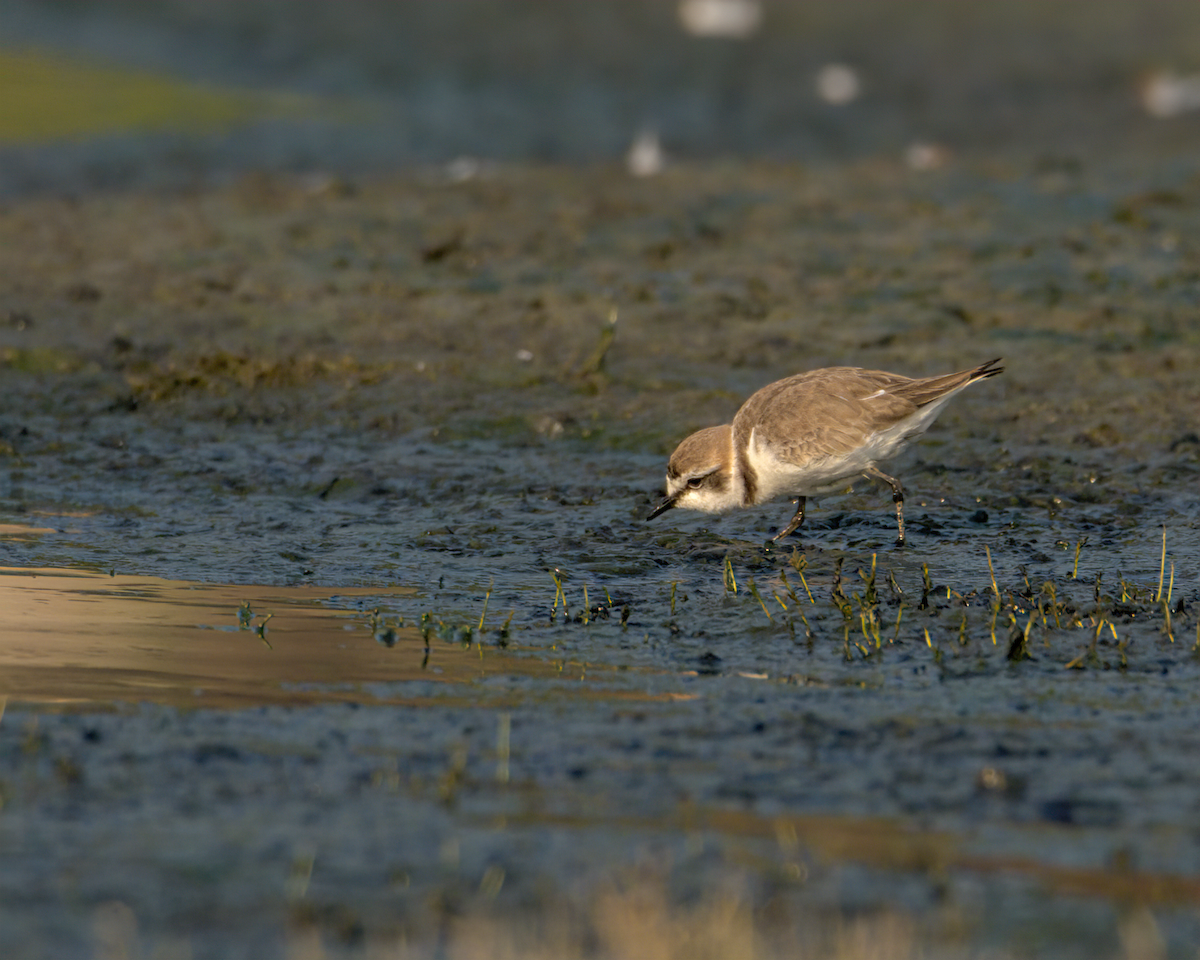 Kentish Plover - ML647852115