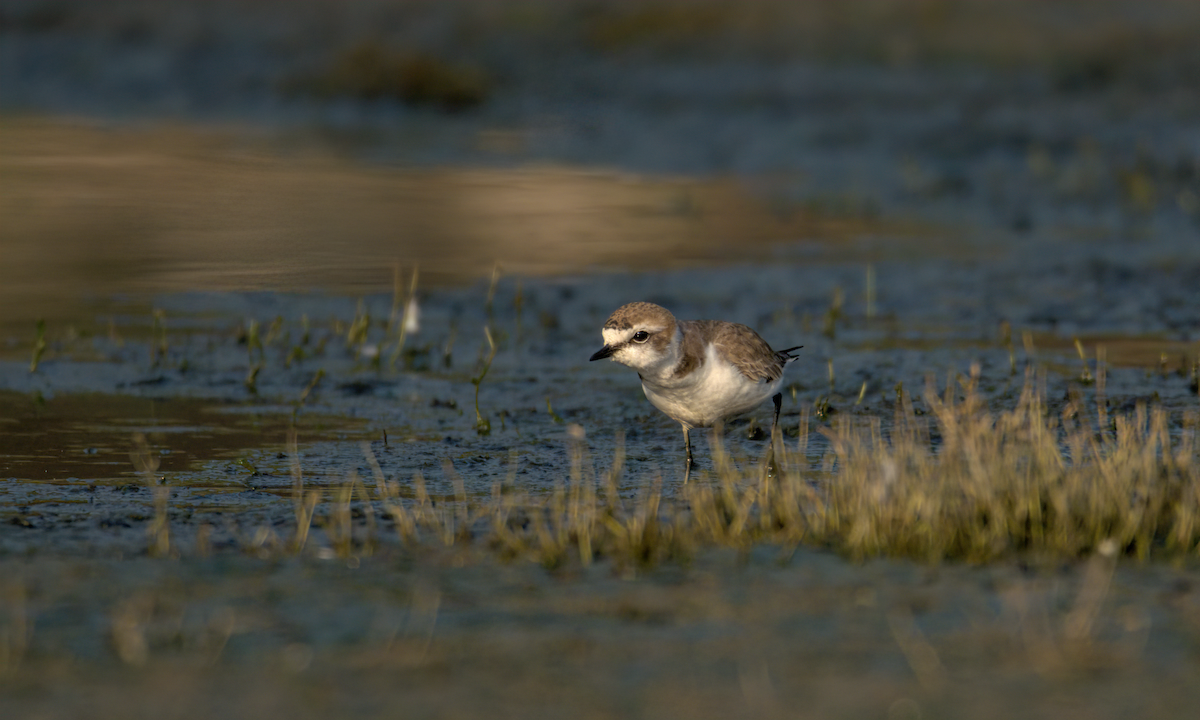 Kentish Plover - ML647852117