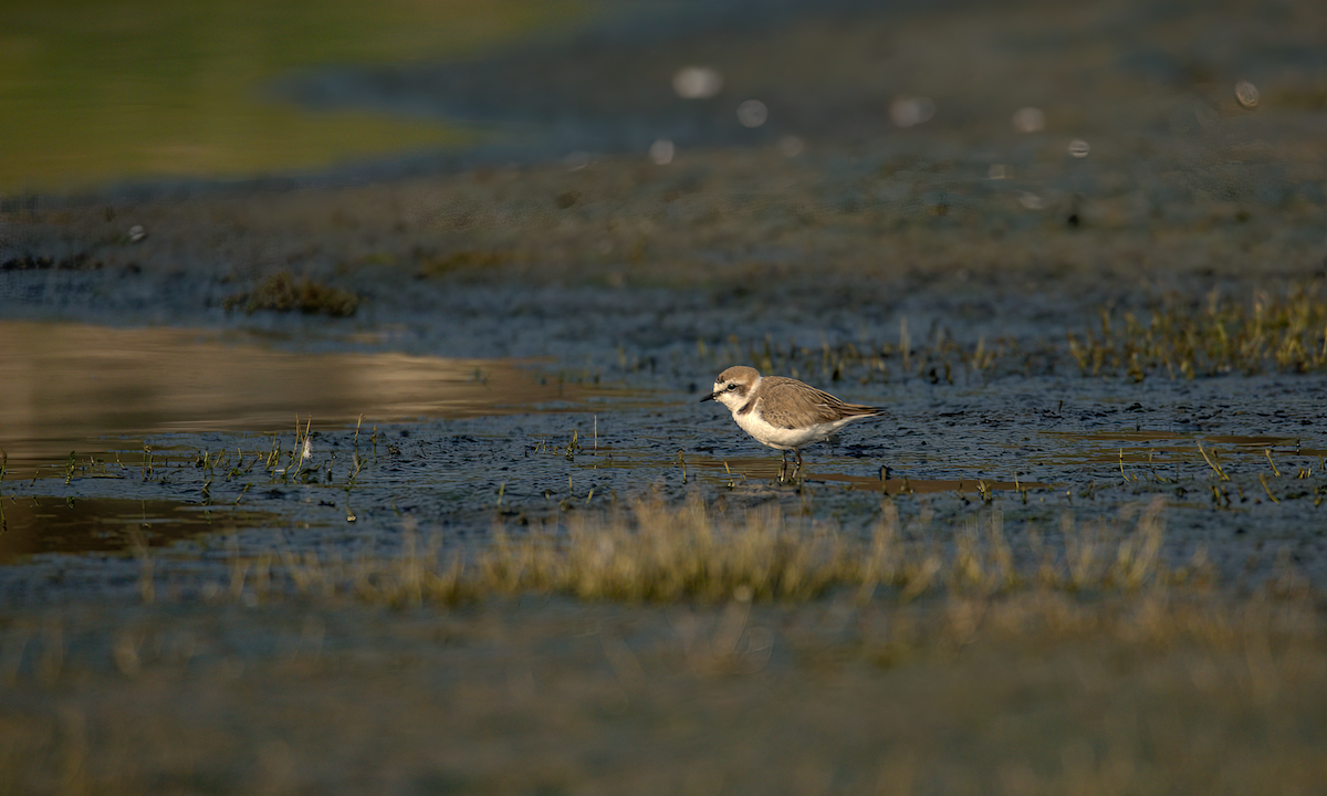 Kentish Plover - ML647852120