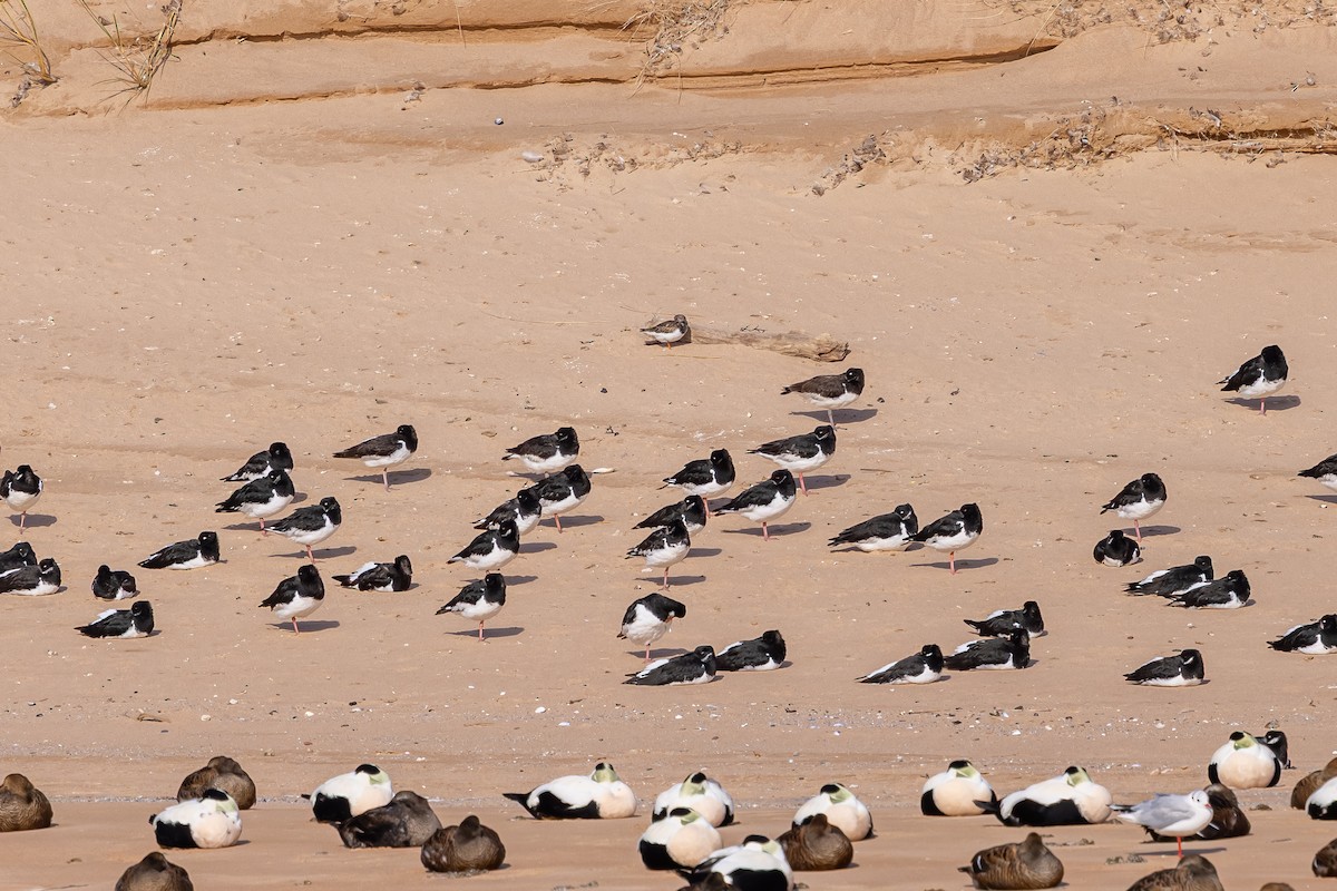 Ruddy Turnstone - ML647852122