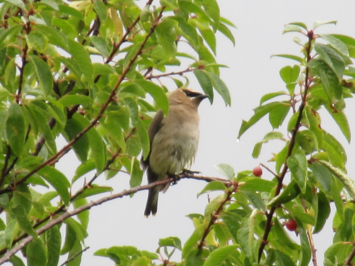 Cedar Waxwing - ML647852123