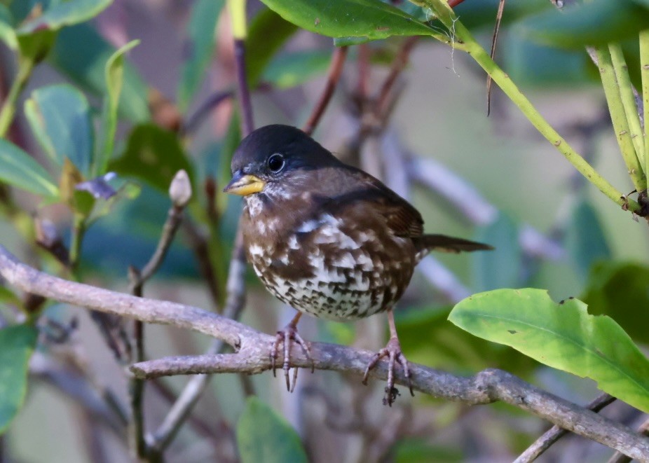 Fox Sparrow (Sooty) - ML647852124
