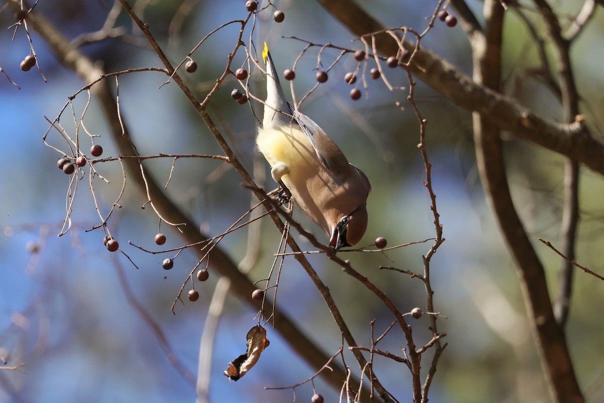 Cedar Waxwing - ML647852126