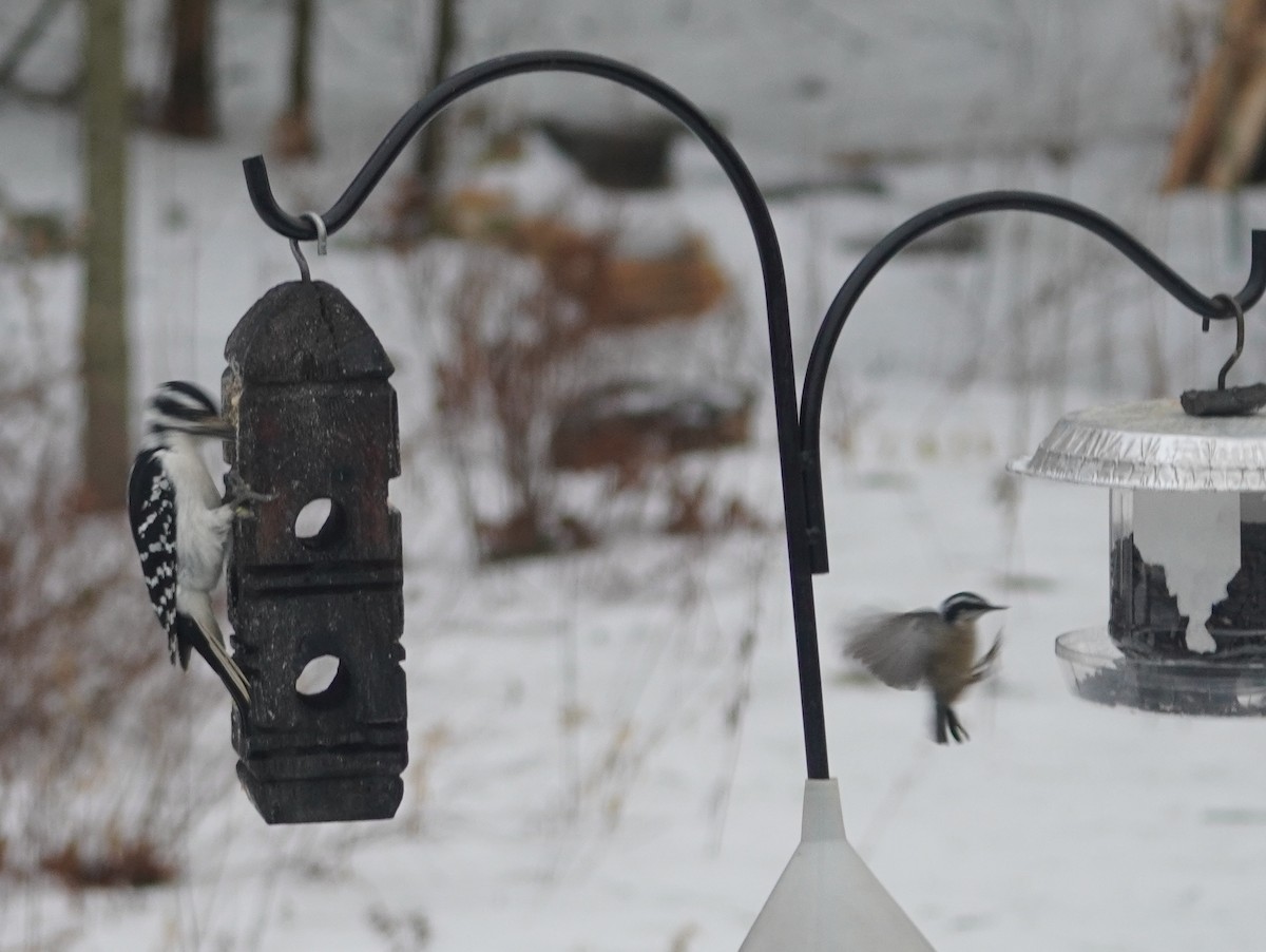 Red-breasted Nuthatch - ML647852131