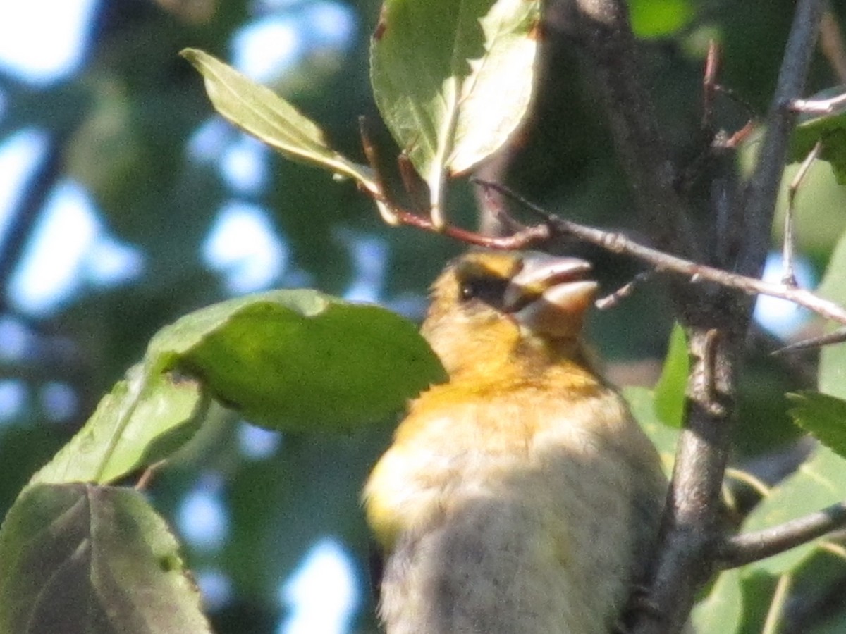 キビタイシメ - ML647852145