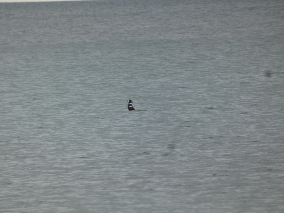 Palyaço Ördeği - ML647852157