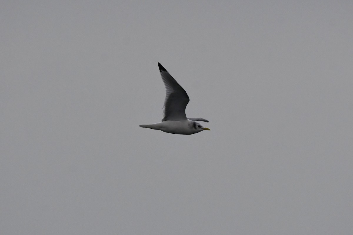 krykkje - ML647852158