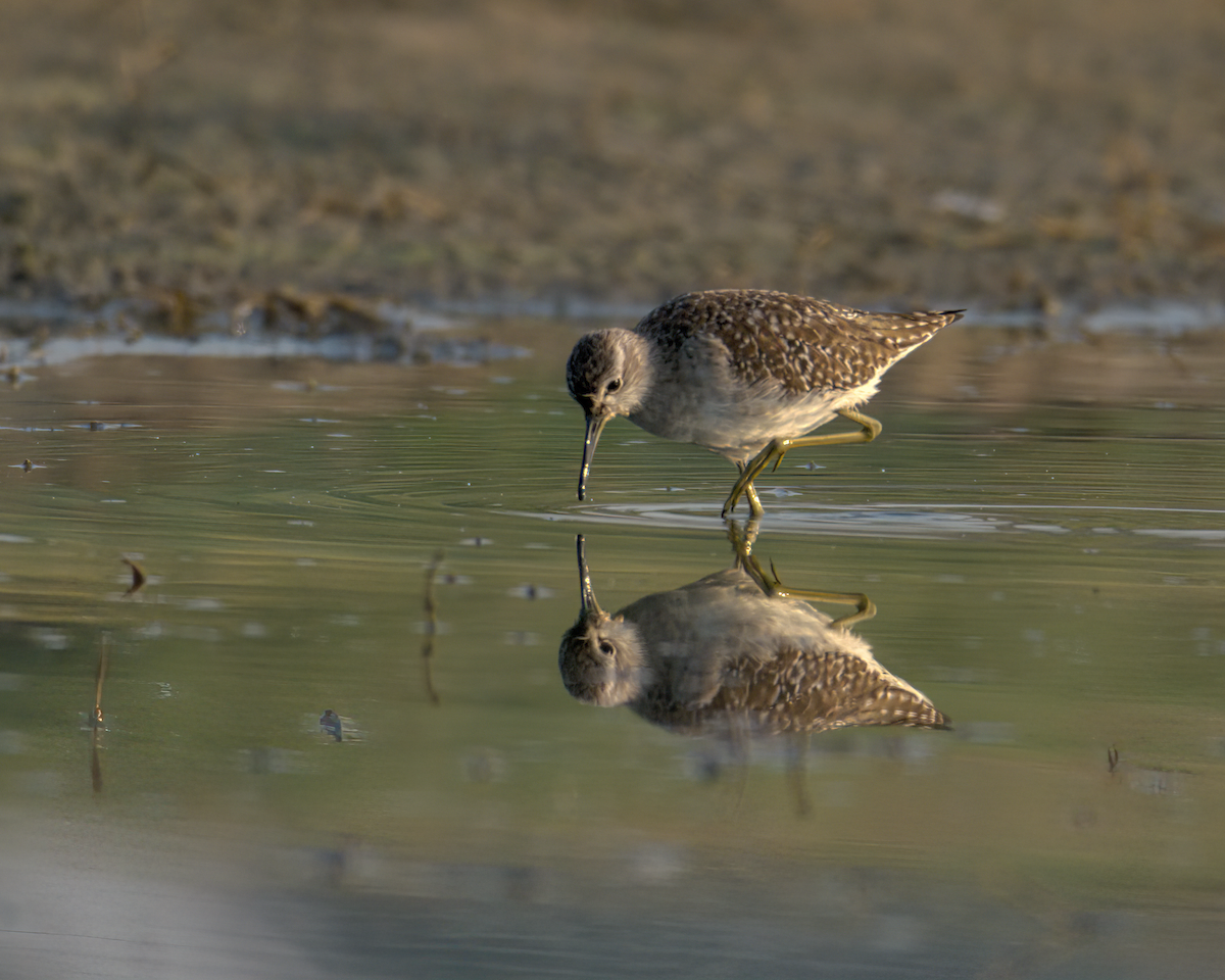 vodouš bahenní - ML647852159