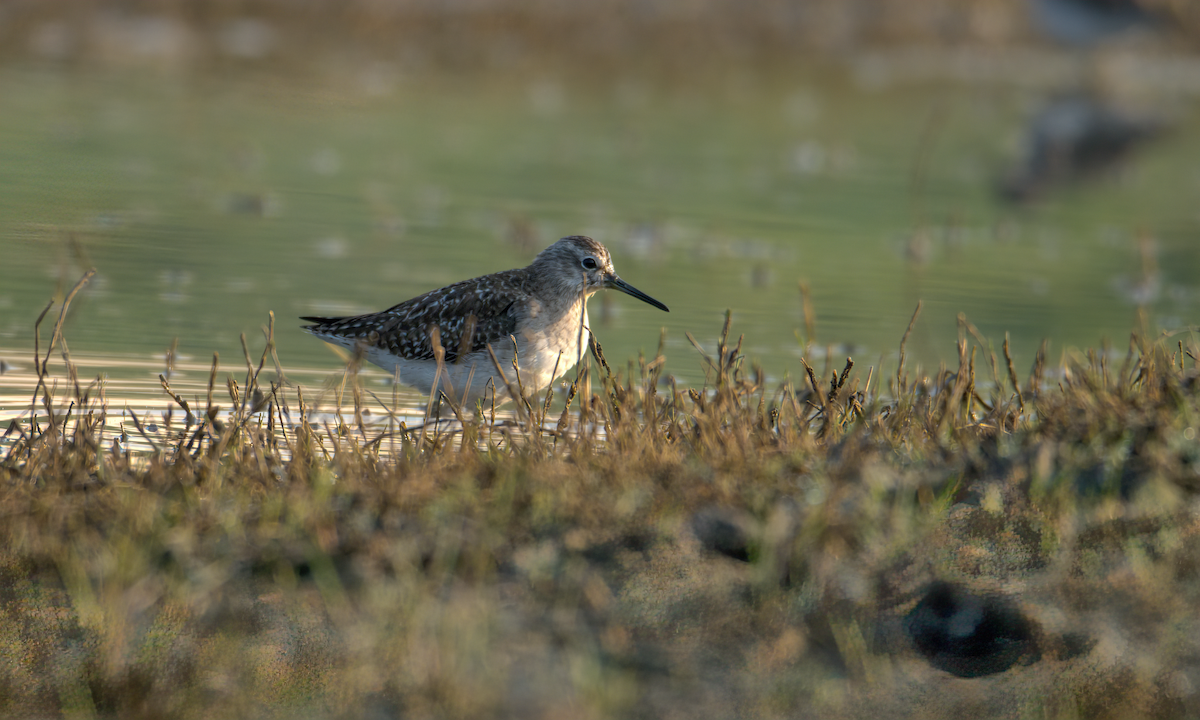 vodouš bahenní - ML647852164