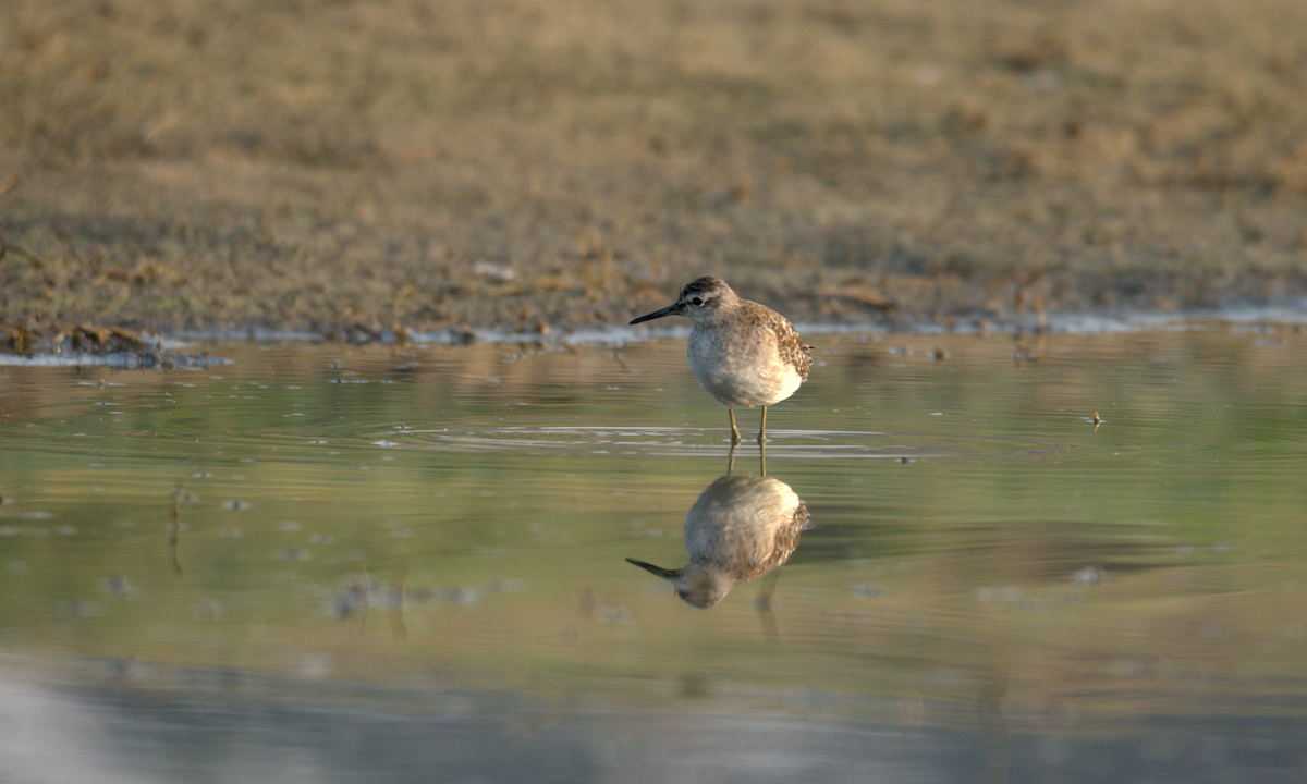 vodouš bahenní - ML647852165