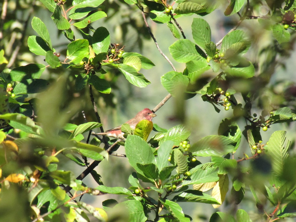 purpurfink - ML647852166