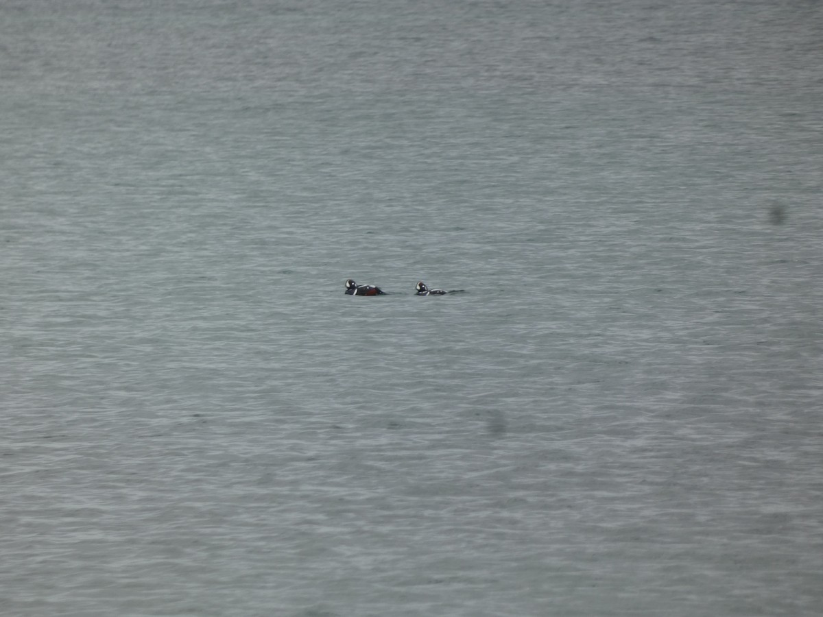 Palyaço Ördeği - ML647852168