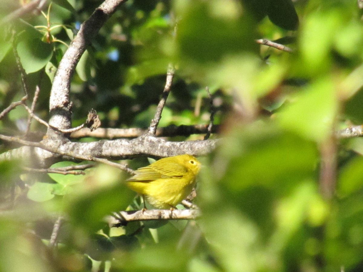 Northern Yellow Warbler - ML647852176